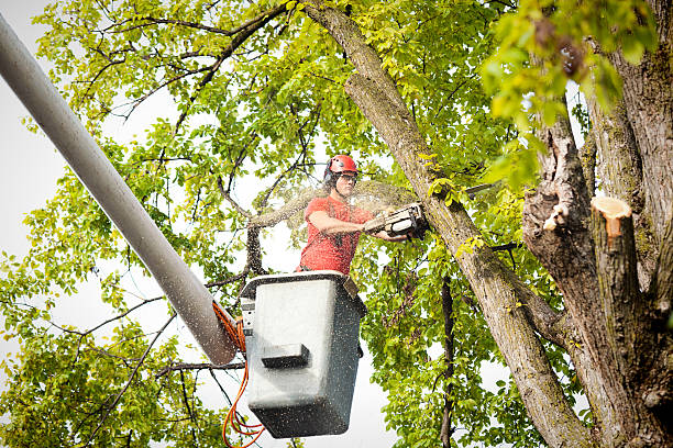 Reliable Flemington, GA  Tree Services Solutions